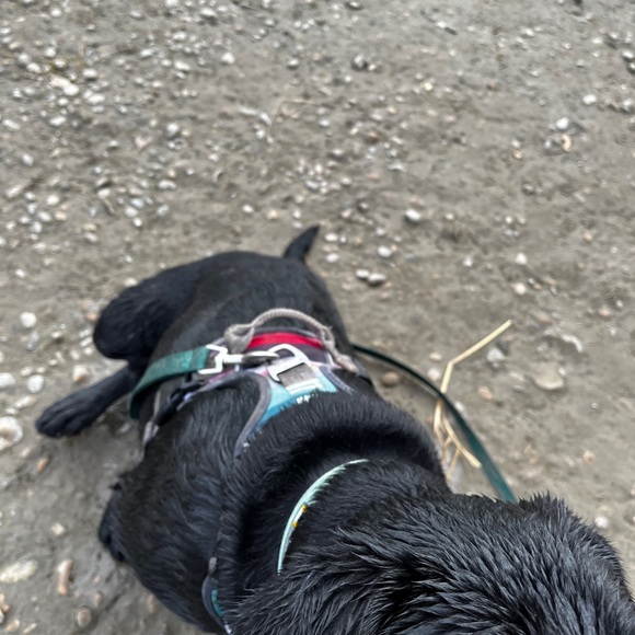 Multicolor Dog Harness - Picture 5 of 6